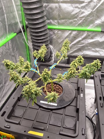 STELLA — flower, day 101