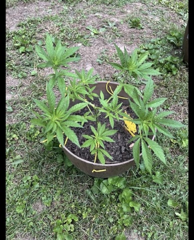 2026 Outdoor — vegetative, day 48