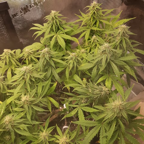 Next Attempt  — flower, day 64