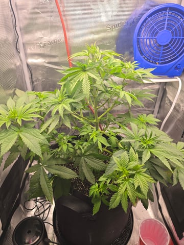 Northern lights #10 2nd plant (Selkies) — vegetative, day 38