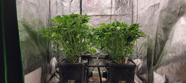 My First Grow