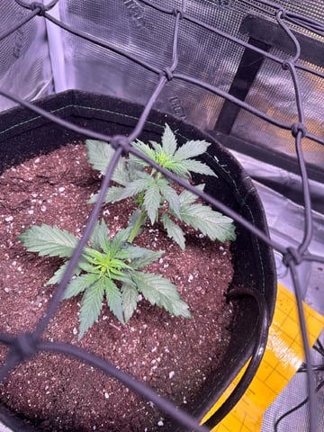 Vanna's Vanilla — vegetative, day 27