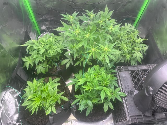 runts — vegetative, day 39