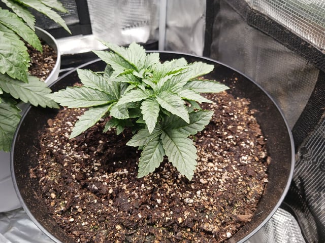 Gorilla Sherbert Feminized From Blimburn Seeds  — vegetative, day 28