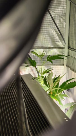 veg tent adventures! — vegetative, day 66