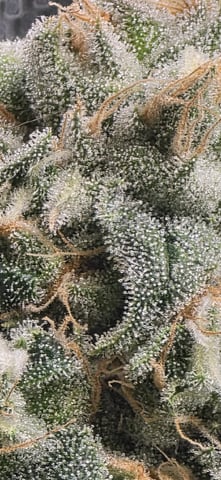 strawberry guava bx — flower, day 20