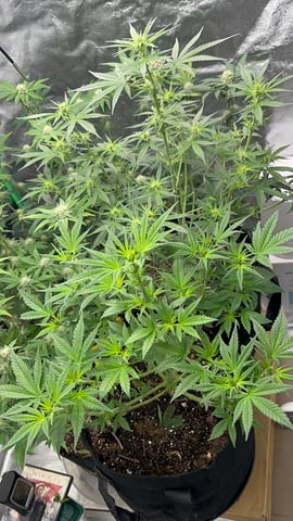 420 Fast Buds Mixed Pack — flower, day 42