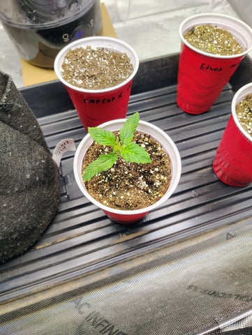 Athena Run  — seedling_rooting, day 12