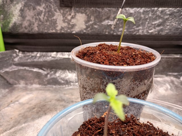 1st Grow Eva — seedling_rooting, day 4