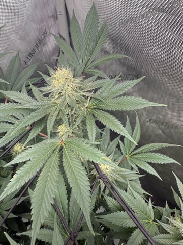 boom420 — flower, day 75