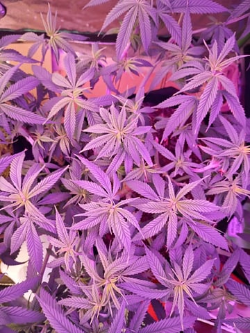 Purple Plum Perfect 💜 & 2 Grape Runtz 🍇 Mainlining garden.  — vegetative, day 102