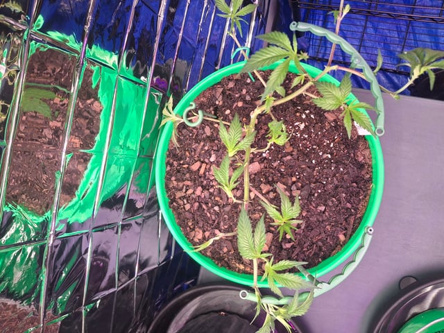 III — vegetative, day 50