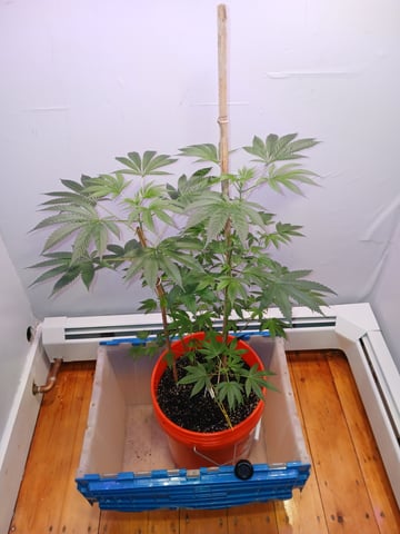 triangle kush  — vegetative, day 29