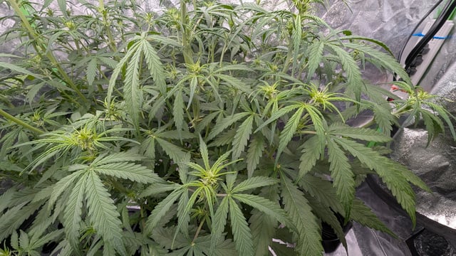 Strawberry Cheesecake Seedsman Seeds Autoflowers x2 — flower, day 42