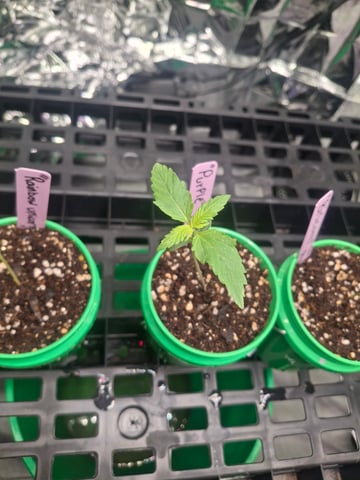 Mystery Seed — seedling_rooting, day 14