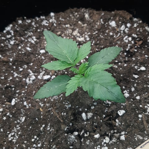 Next Attempt  — germination, day 12