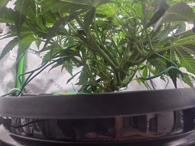 Northern Lights / Banana Kush — flower, day 40