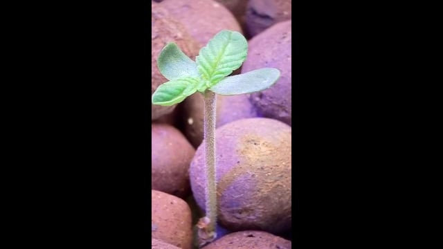 1st Ever Grow (Fat Bastard)(RDWC)  — seedling_rooting, day 8