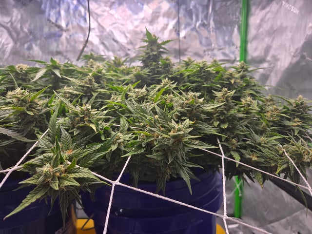 Fastbuds Autoflower Run — flower, day 79