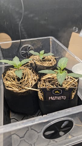 mephisto winter 2026 — vegetative, day 10