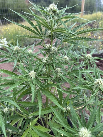 Bruce Banner