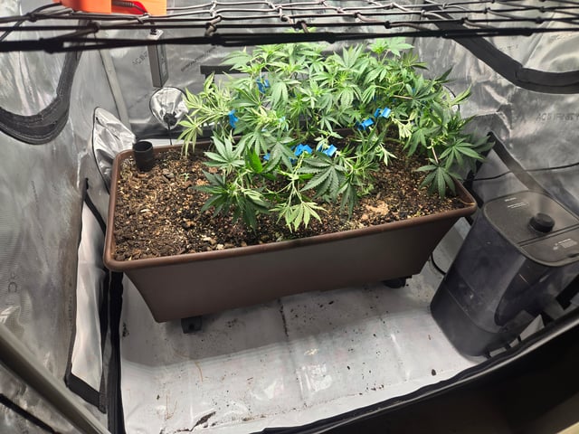 White rhino — flower, day 47