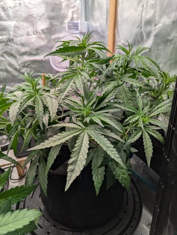 Boogie Brew + Bloom — vegetative, day 60
