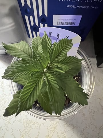 Inside Mother Plants — vegetative, day 30