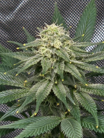 Bruce Banner #4  — flower, day 92