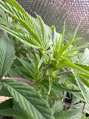 Gelly Mama and Sugar Tree — flower, day 176