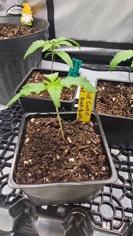 ethos genetics  — seedling_rooting, day 13