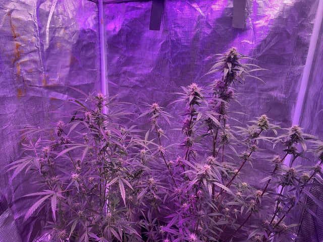 Banana  — auto, day 66