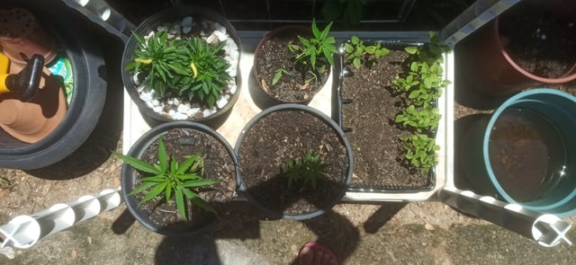 Prentwins — vegetative, day 34