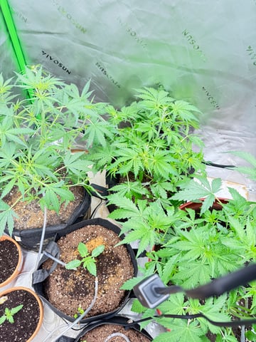 Bruce Banner (Auto) — flower, day 29