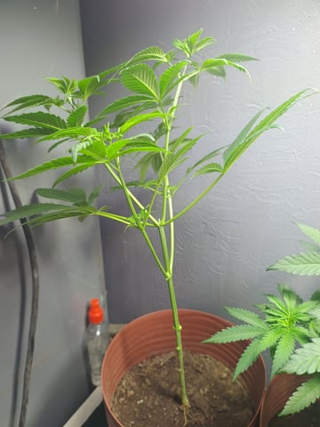 Indoor 🇲🇽 — vegetative, day 38