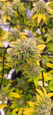 first grow — flower, day 117