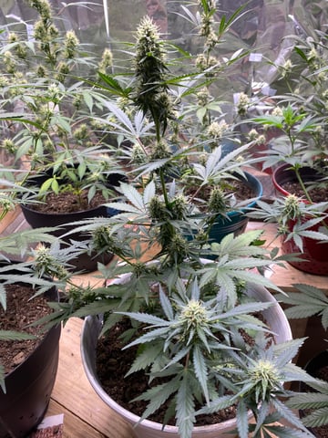 Rainbow Mints — flower, day 29