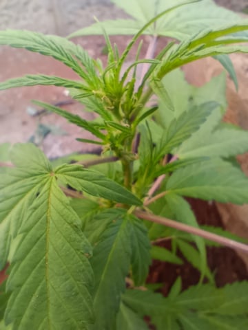 White Widow/Gorilla Glue — vegetative, day 33