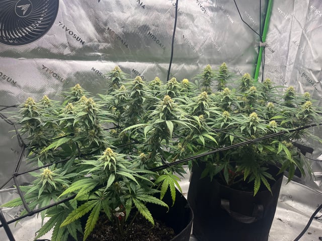 Blue Dream Photos — flower, day 83