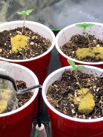 Six  — germination, day 11