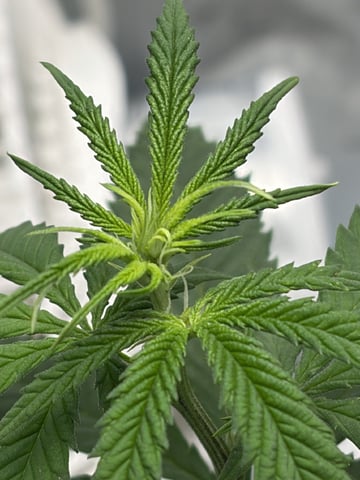 Special Queen 1 — flower, day 46
