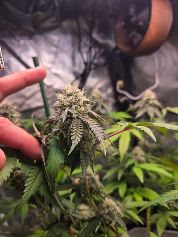 Looking for advice! — flower, day 82