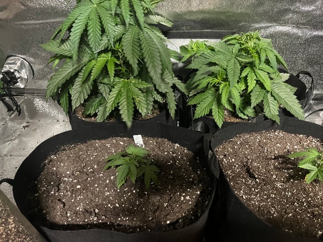 My First Four — vegetative, day 37