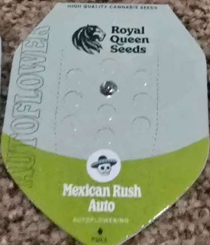 Royal Queen Seeds — germination, day 1