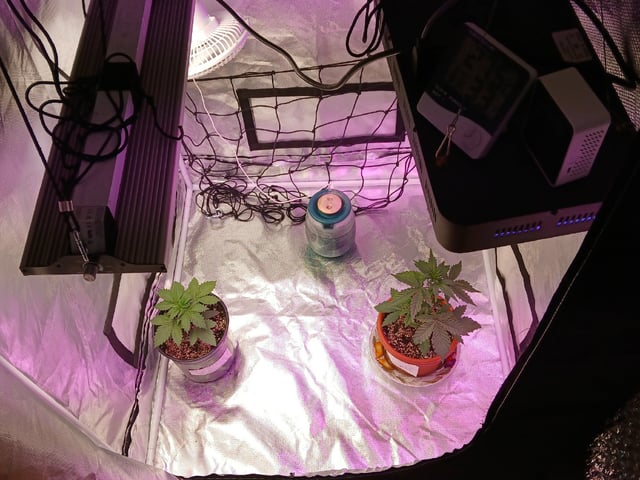 CountryG  — seedling_rooting, day 27