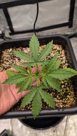Lemon Cherry Gelato Auto — vegetative, day 22