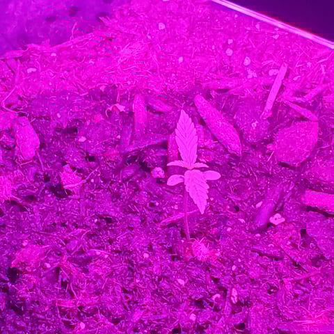 special queen 1 auto — seedling_rooting, day 1