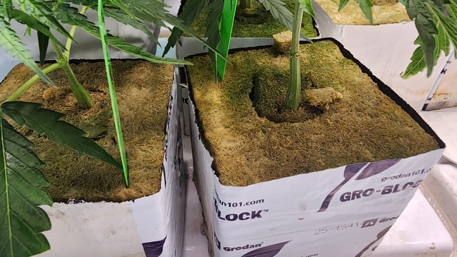 veg tent adventures! — vegetative, day 7