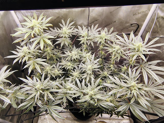 Athena Run  — flower, day 73