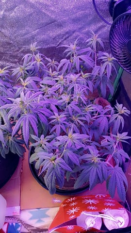 Purple Plum Perfect 💜 & 2 Grape Runtz 🍇 Mainlining garden.  — vegetative, day 97